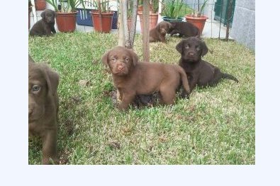 labradores chocolate com pedigre 