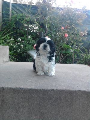 shih tzu- cães de porte pequeno