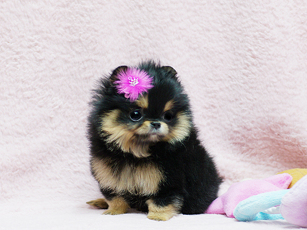 Lindos filhotes de Pomerânia