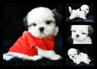 Adorável macho e fêmea de Shih Tzu filhotes para adoção agora