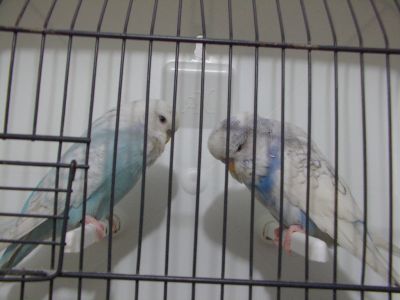 Por desistência de criação Vendo 3 Casais Periquitos Inglese
