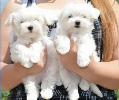 Lindos filhotes de bichon frise