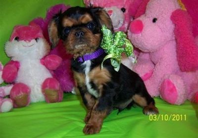 masculino e feminino Toy Spaniel filhotes para adoção livre contato para mais detalhes e fotos