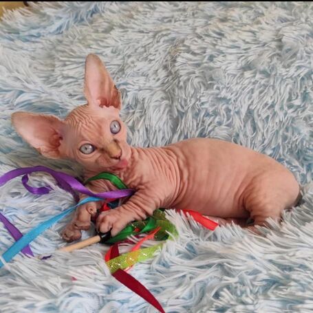 Adoráveis gatinhos Sphynx disponíveis.