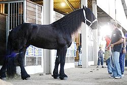 1 macho e 1 fêmea cavalo para copa do mundo.