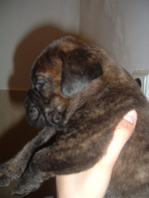 Cães de Guarda & Companhia ninhada Bullmastiff 