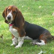 Amar filhotes Basset