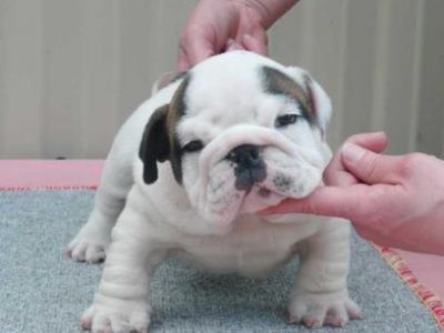 Filhotes Bulldog Inglês duas.