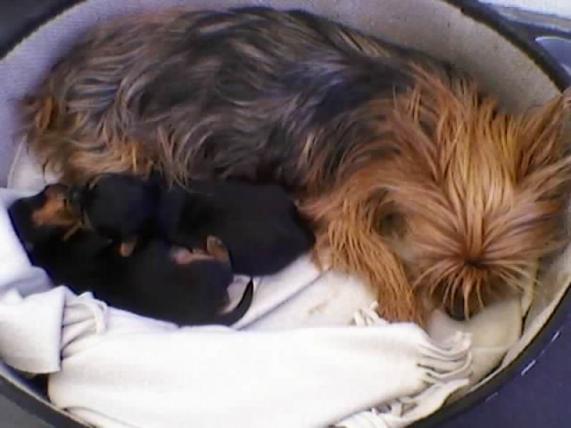 Yorkshire terrier, macho