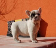  Charme adoráveis bonitos Buldogue Francês para adoção