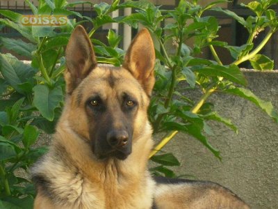 PASTOR ALEMAO DE QUALIDADE - 967888237