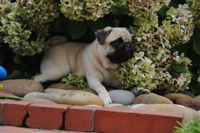 PUG procura namorada