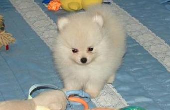simpático Spitz-Anão Pomerânia 
