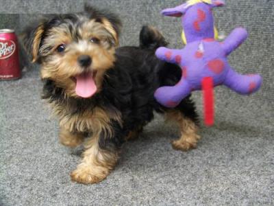 Raça Yorkshire Terrier, amadora 