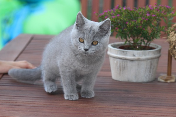  Gatinhos Britânicos cabelo curto curtas
