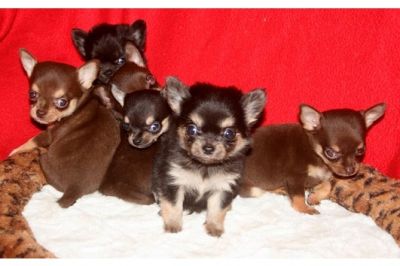 Chihuahua cachorros pronto para uma família amorosa