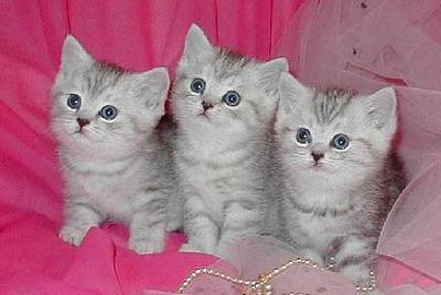 Um britânico gatinhos Shorthair macho e fêmea para adoção a qualquer pessoa amar e cuidar de forma g