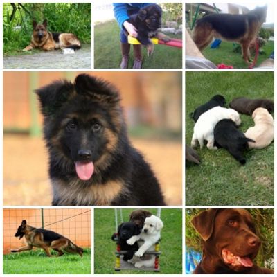 pastores alemaes de qualidade com pediggre 