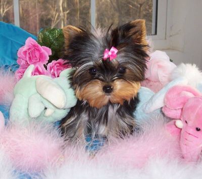 adorável yorkie cachorros para adoção livre