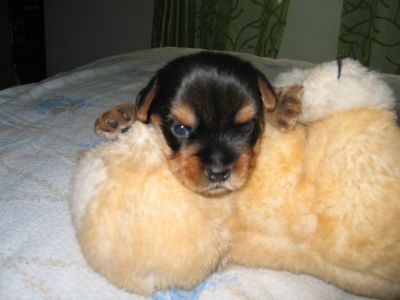 Cachorros yorkshire terrier