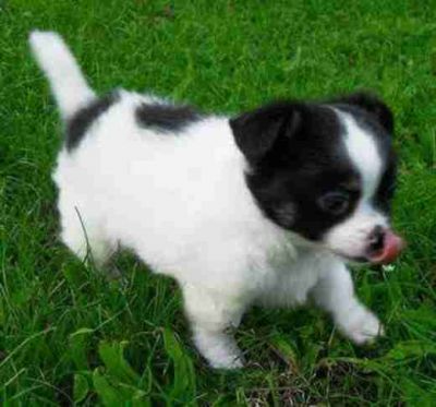 Bela filhotes Chihuahua para meninas Mini, cabelo curto, 10 semanas de idade