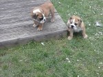 Muy Hermosos cachorros Bulldog Inglés para la venta!!