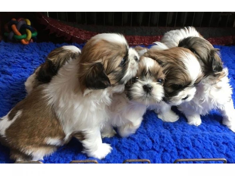 Temos dois lindos filhotes de Shih Tzu,