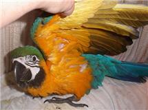 cute e lindo arara azul e ouro para adopção