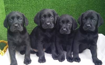 Labradores de qualidade com pedigre -- 967888237