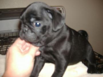 Masculino e Feminino Pug filhotes para venda