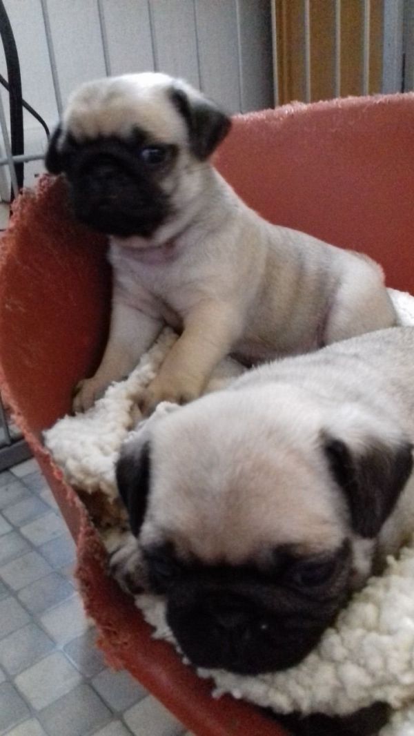 Filhotes de Pug de raça pura para adoção