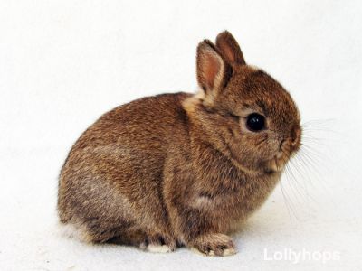 Coelhos Anão Holandês