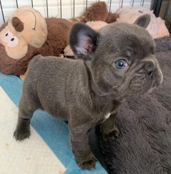 Filhotes de cachorro franceses bonitos do buldogue disponíveis.