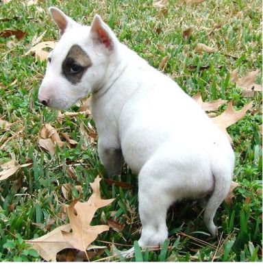 casa levantou Inglês bull terrier cachorrinho agora disponível para sair,