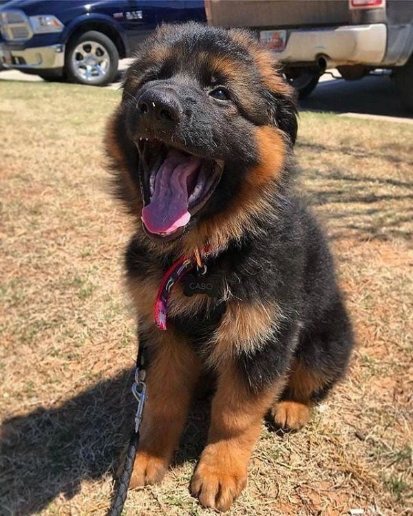 Regalo fantastico cachorros pastor aleman,