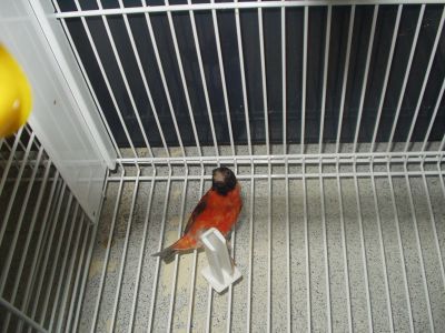 cardinalitos clássicos