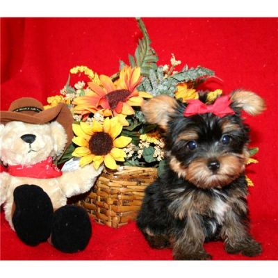 potty treinados cachorros yorkshire