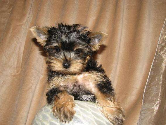 Yorkshire terrier miniatura