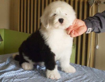 macho e fêmea filhotes para adoção Bobtail