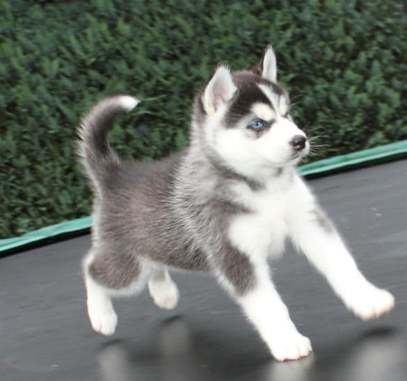 Siberian husky puppies prontos para amar lares..