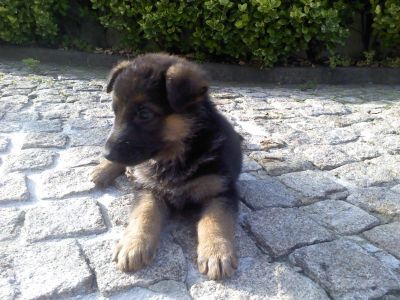 Pastor Alemão - Fêmeas pela melhor oferta