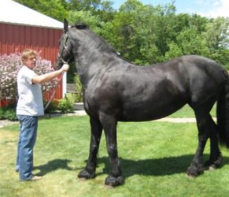 bonito, forte e saudável cavalo frísio