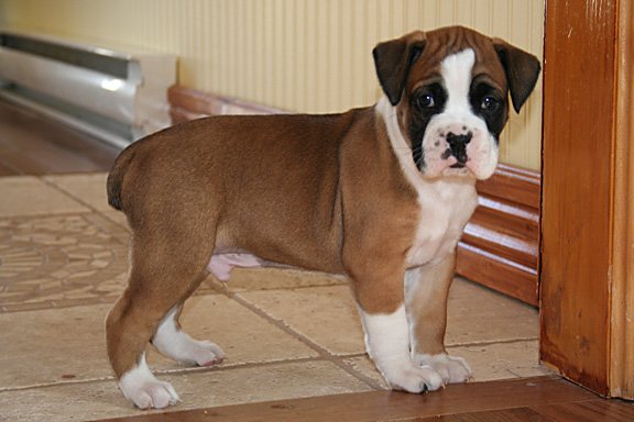 Gratis Boxer filhotes de registro estão disponíveis agora.