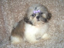 Belos filhotes de cachorro Shih Tzu Pedigree Venda