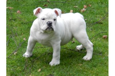 FILHOTES DE BULL DOG INGLÊS PARA ADOPÇÃO