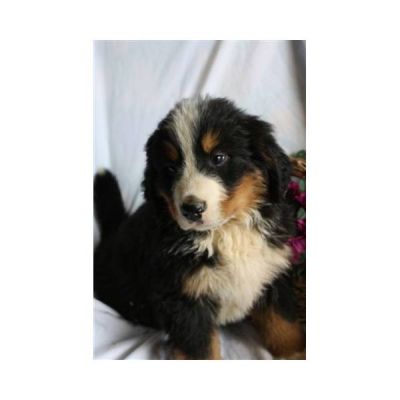 Bernese Mountain Dog Puppy