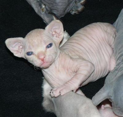 sphynx gatinho para adoção