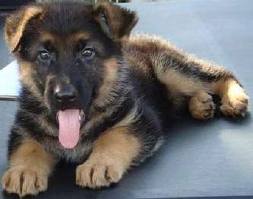 PASTOR ALEMAO DE QUALIDADE - 967888237