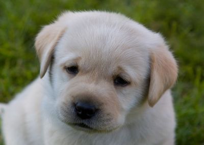 Labrador filhote de cachorro para adoção