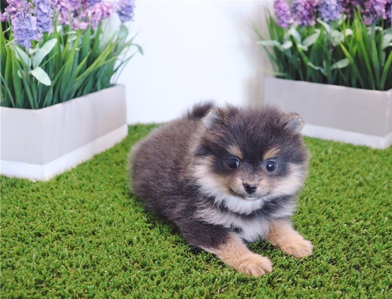 Filhotes de Pomerania